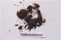 藏品(短葉苔屬)的圖片